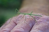 IMG_7030_Stick_Insect